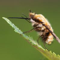 Bee Fly 1 